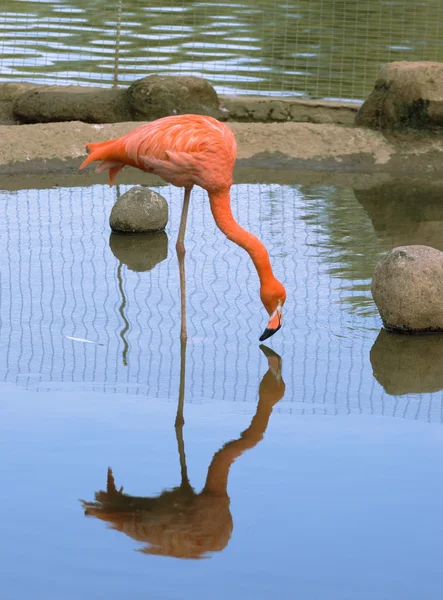 Красный фламинго — стоковое фото