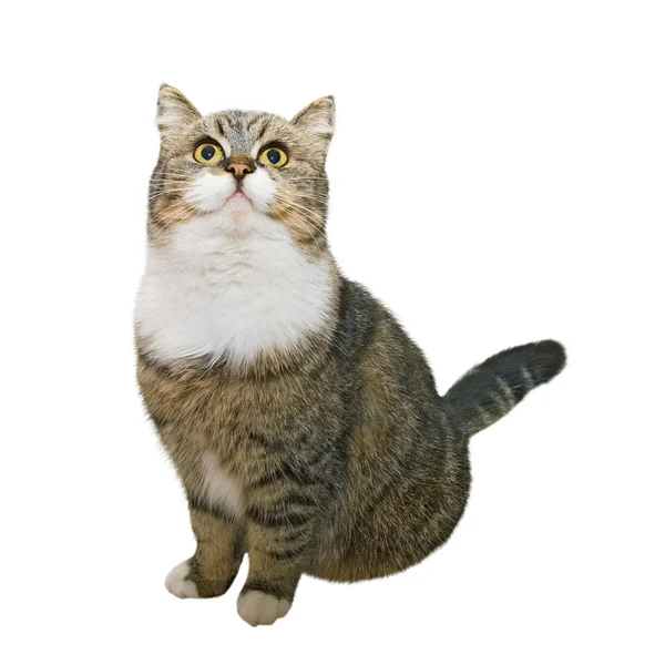 Zittende kat — Stockfoto