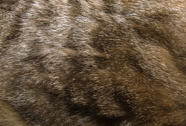 猫毛皮テクスチャ — ストック写真