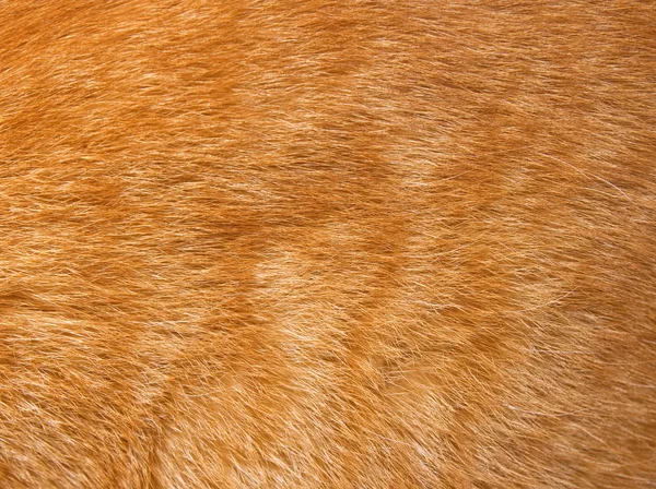 Cat fur texture — Stock Photo, Image