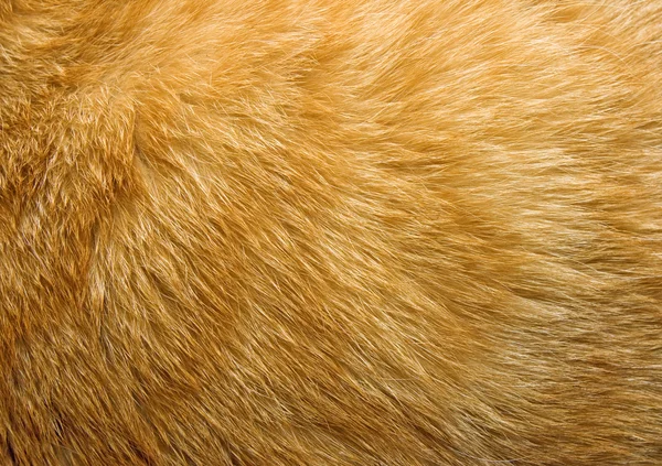 Кошачья шерсть — стоковое фото