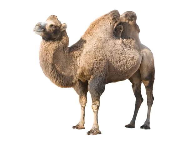Camello de pie Imágenes de stock libres de derechos
