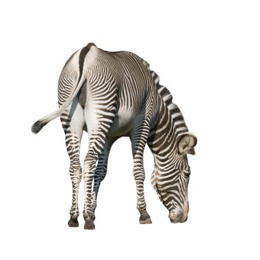 Zebra clipart