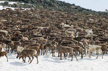 Herd of reindeers clipart