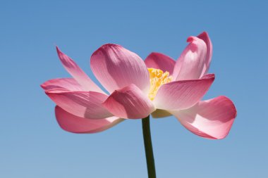 Lotus over blue sky