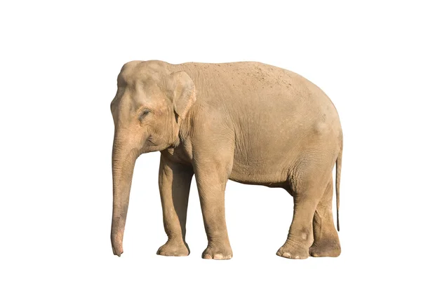 Elefante —  Fotos de Stock