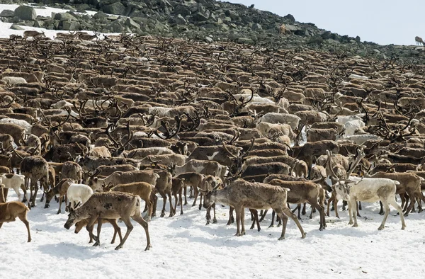 Reindeers sürüsü — Stok fotoğraf