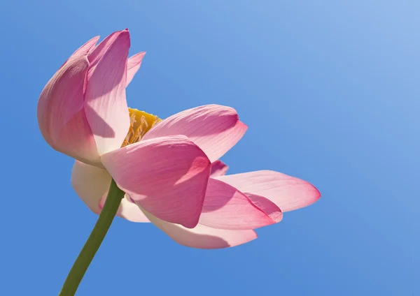 stock image Lotus over blue sky