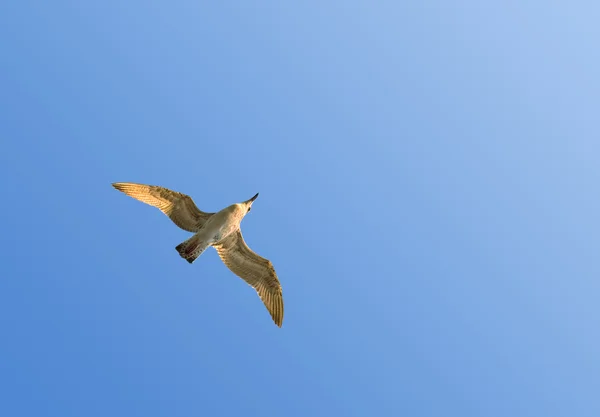 Möwen fliegen — Stockfoto