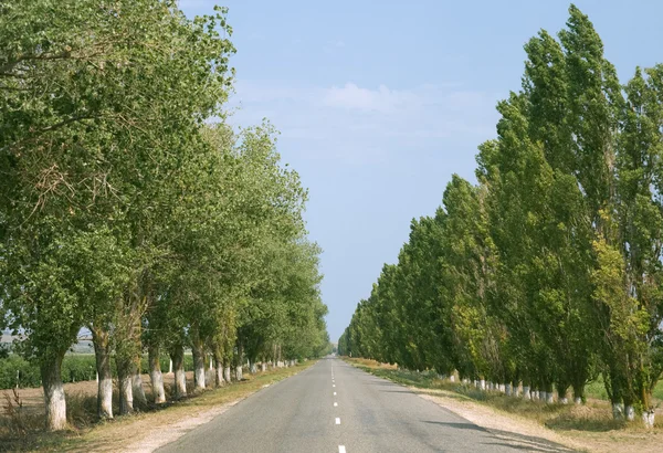 stock image Road with trees