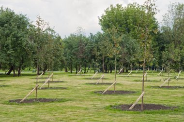 Saplings in a park clipart