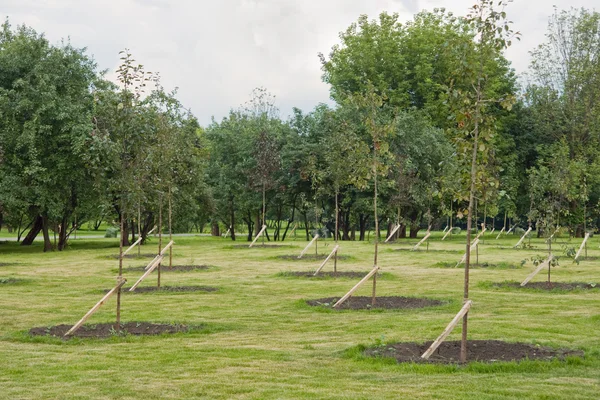 Saplings in a park — Stock Photo, Image