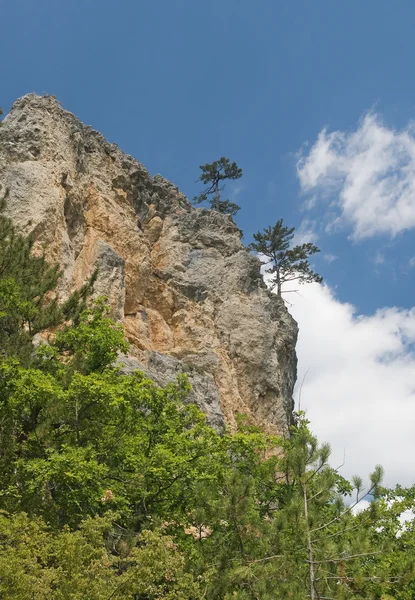 Pine-trees on a cliff — Stock Photo, Image