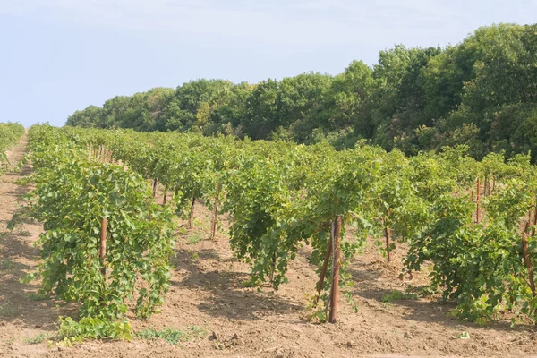 stock image Vineyard