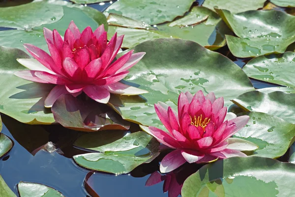 stock image Two water lilies