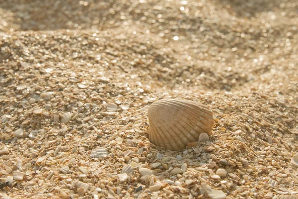 Seashell in the sand — Stock Photo, Image