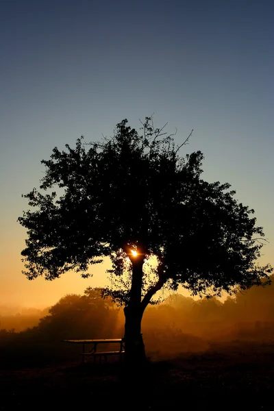 stock image Tree a silhouette