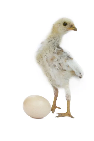 Galinha ou ovo - que foi o primeiro ? Fotos De Bancos De Imagens