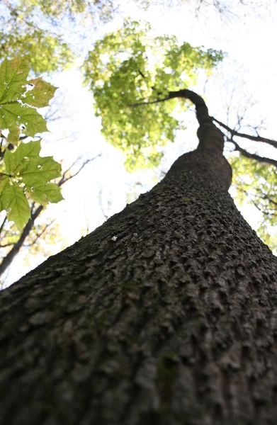 stock image Tree