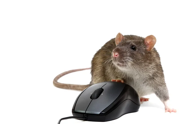 쥐 — 스톡 사진