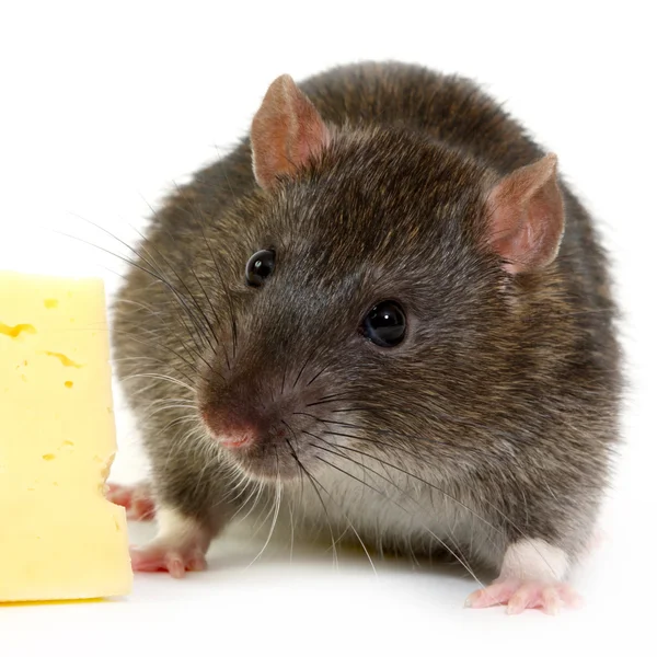 Rat Royalty Free Stock Images