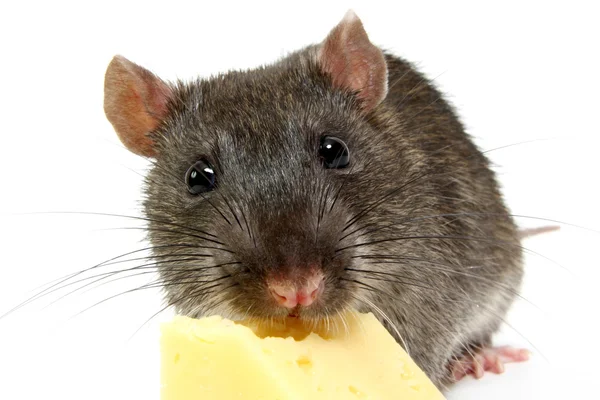 Rat Stock Image