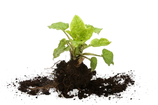 stock image Young plant