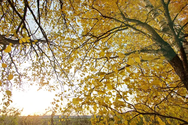 Mellow осінь — стокове фото