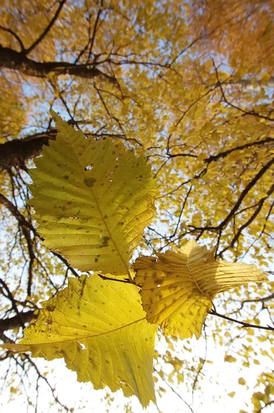 Outono suave — Fotografia de Stock