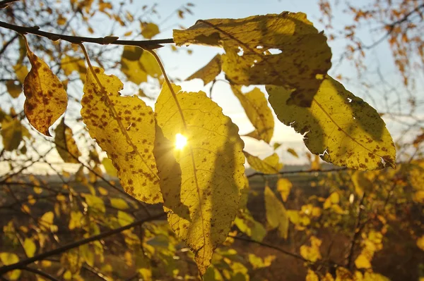 Mellow осінь — стокове фото