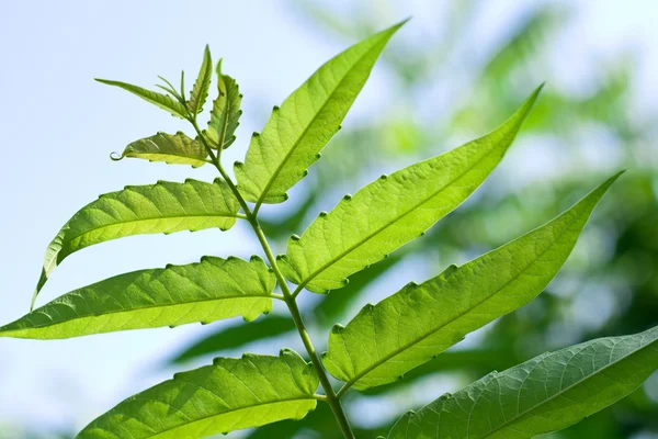 stock image Green Leaves