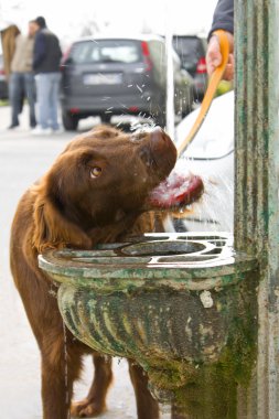 köpek içme