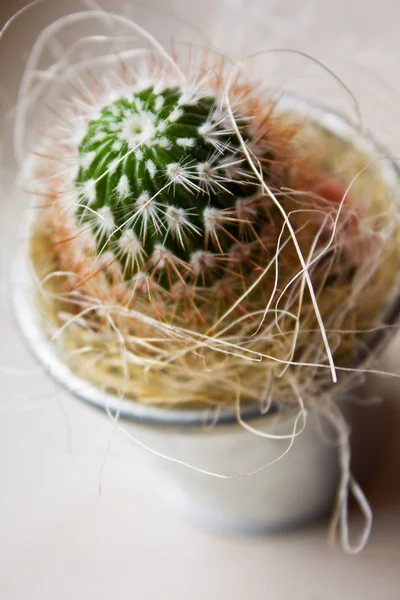 stock image Cactus