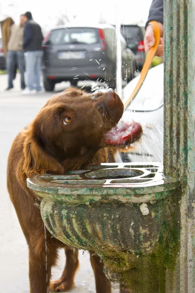 stock image Drinking Dog