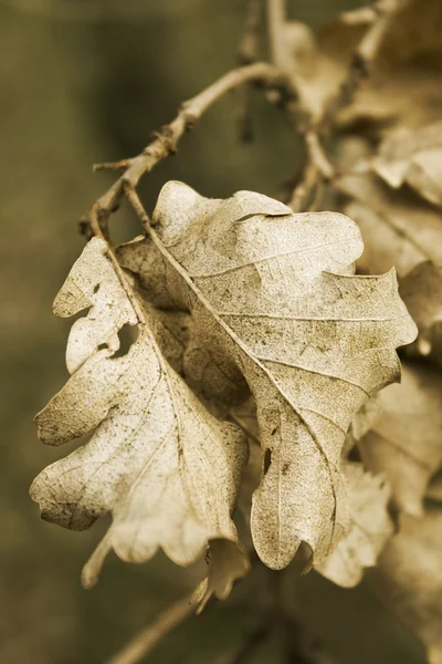 stock image Dead leaves