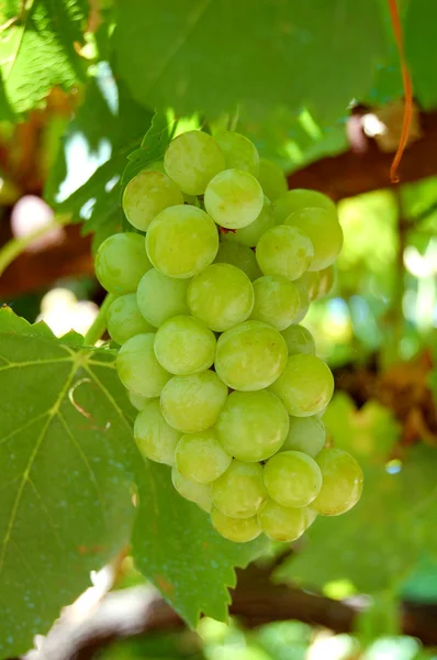 Зеленый виноград Стоковая Картинка