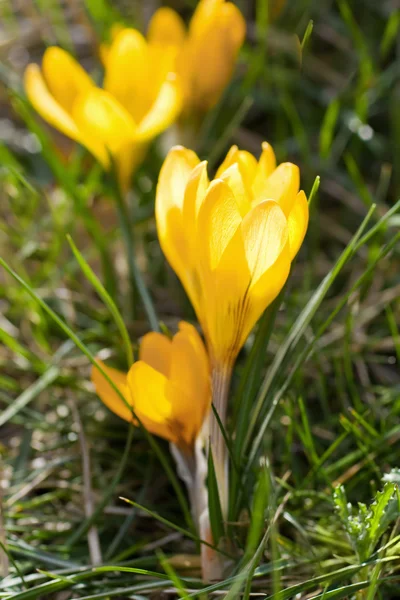 stock image Yellow Crocus Flower