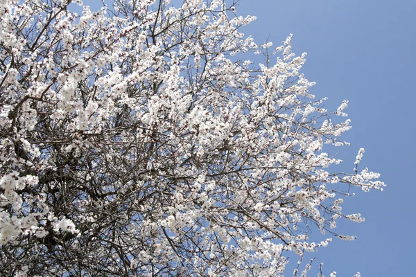 stock image The blossoming