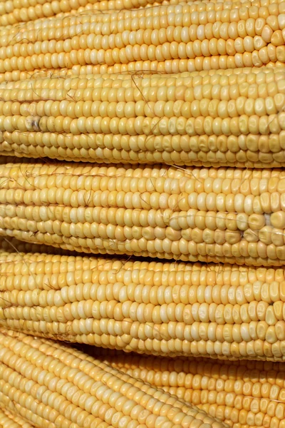 The maize — Stock Photo, Image