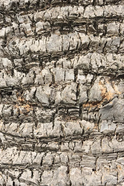 パームの樹皮 — ストック写真