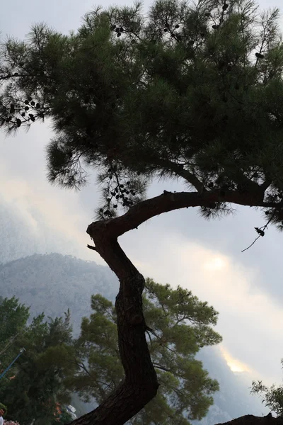 stock image Bent tree