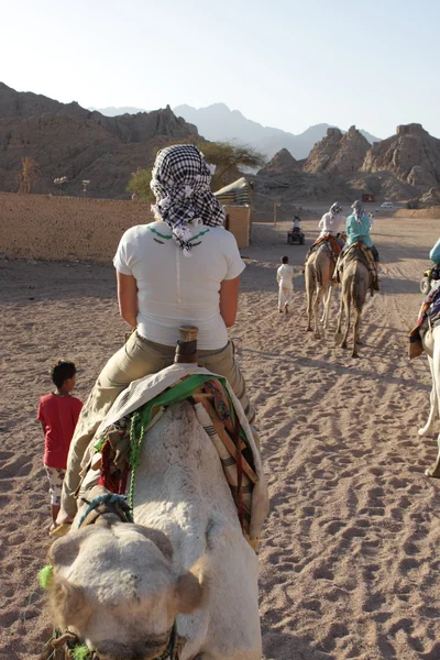Путешествие на верблюдах — стоковое фото