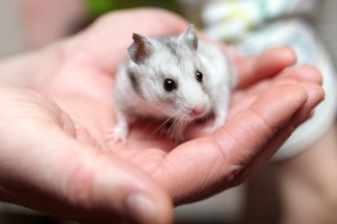 Hamster on palm clipart
