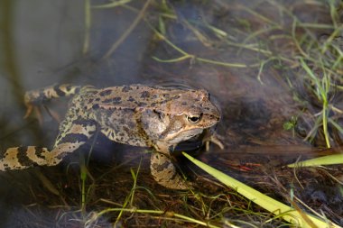 Frog on a bog clipart