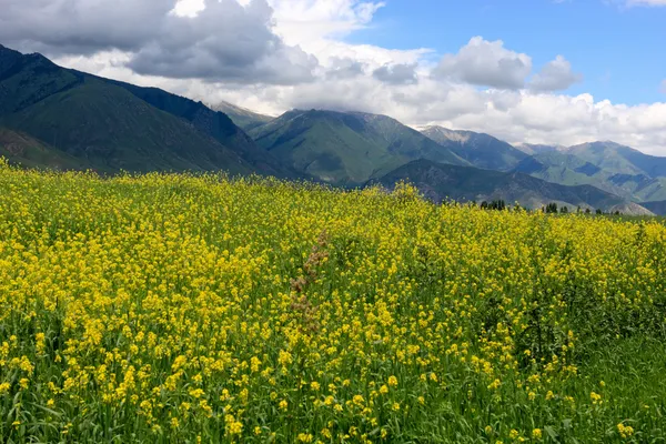 Yellow alfalfa — Stock Photo, Image