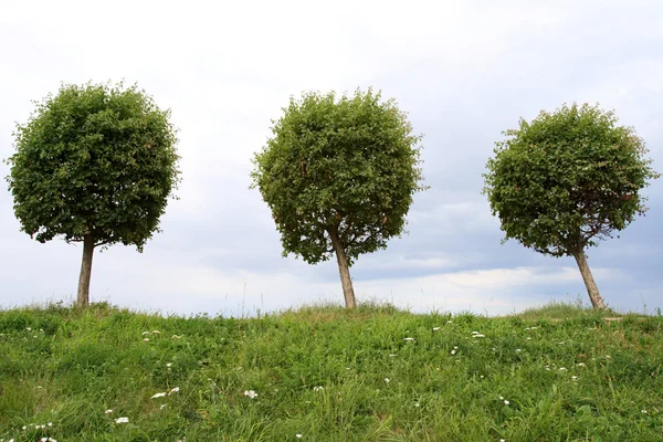 Tres árboles — Foto de Stock