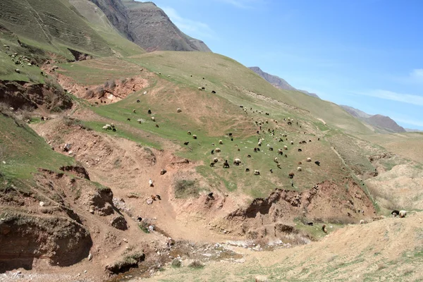 Пейзаж Таджикистана — стоковое фото