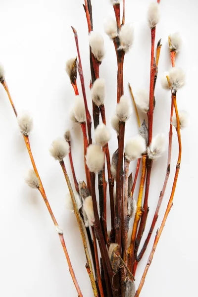 Pussy-willow — Stock Photo, Image