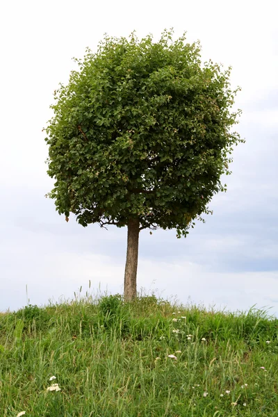 Enda träd — Stockfoto