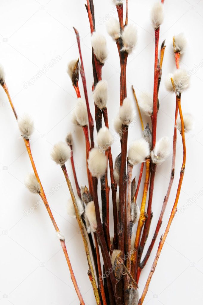 Pussy-willow - Stock Image